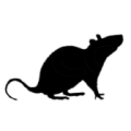 souris souris
